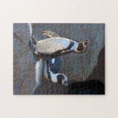 Puzzle de Humboldt Penguin (Horizontal)