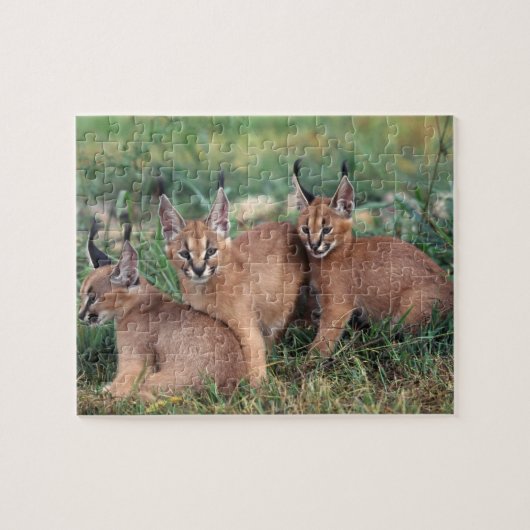 Puzzle de jeu de Caracals (Horizontal)