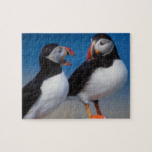 Puzzle de jeu de macareux