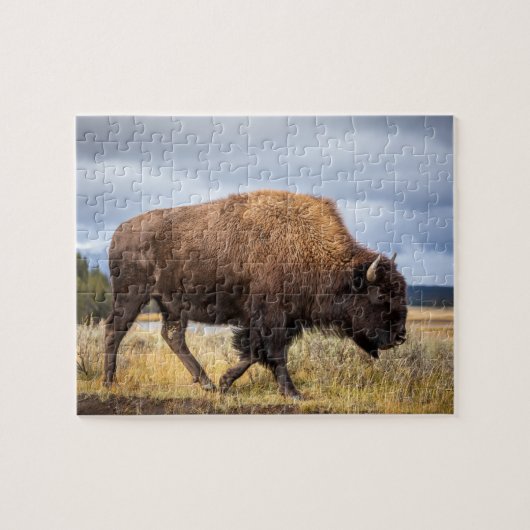 Puzzle de la faune - Puzzle de Buffalo (Horizontal)