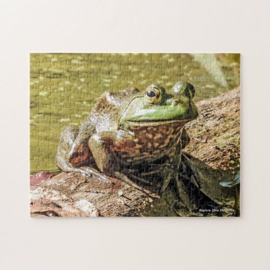 Puzzle de la grenouille taureau (Horizontal)