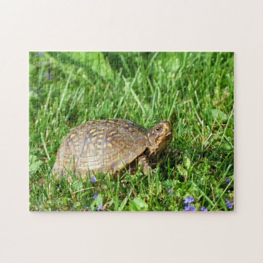 Puzzle de la tortue de boîte (Horizontal)