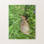 Puzzle de la tortue de boîte (Vertical)