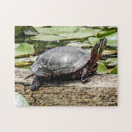 Puzzle de la Tortue Peinte (Horizontal)