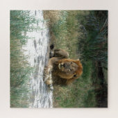 Puzzle de Lion africain 20 x 20 (Horizontal)