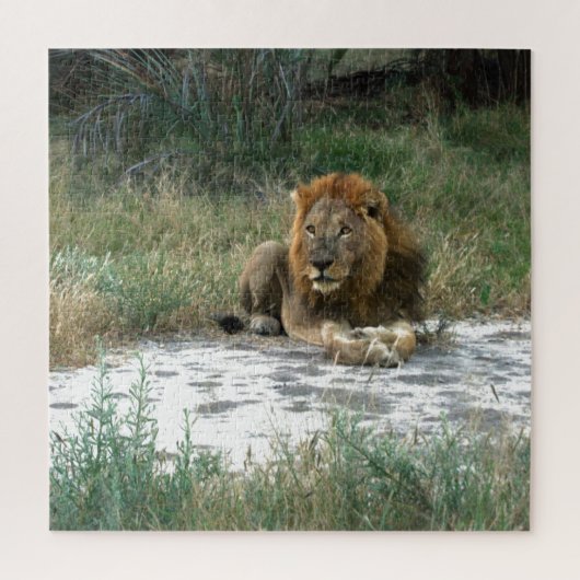 Puzzle de Lion africain 20 x 20 (Vertical)