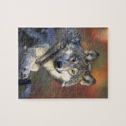 Puzzle de loup (Horizontal)