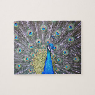 Puzzle de mode Peacock