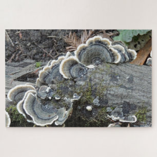 Puzzle de mycélium de Polypore versicolore