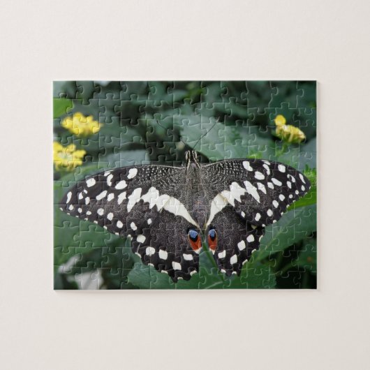 Puzzle de papillon de chaux et de fleurs (Horizontal)