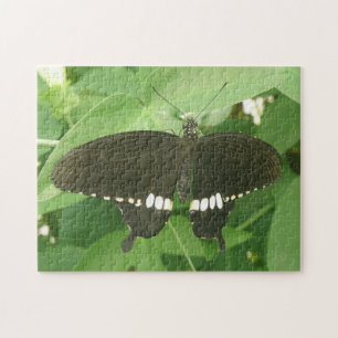 Puzzle de papillon mormon commun