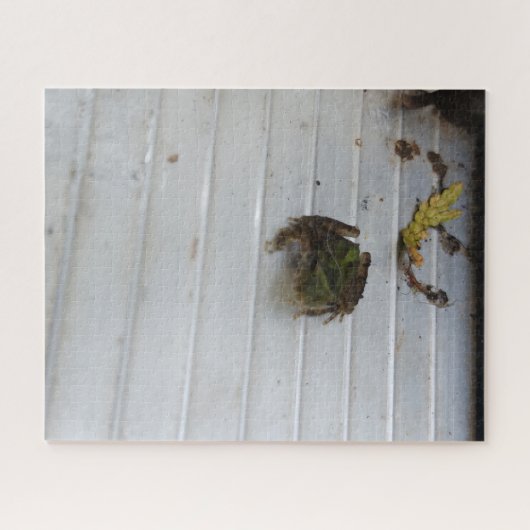 Puzzle de petite grenouille (Horizontal)