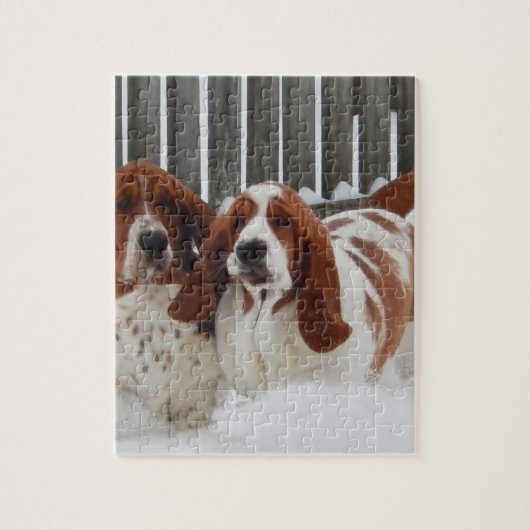 Puzzle de photo de Basset Hound 8x10 avec le  de (Vertical)