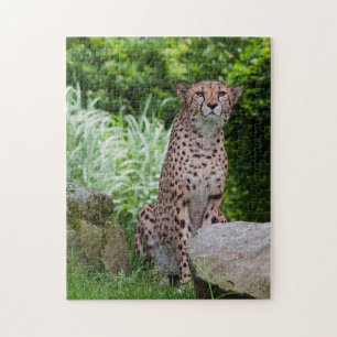 Puzzle de photo de guépard