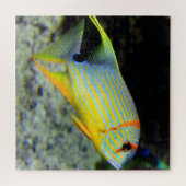 Puzzle de poisson tropical (Horizontal)