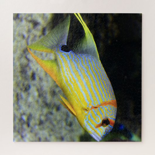 Puzzle de poisson tropical (Horizontal)