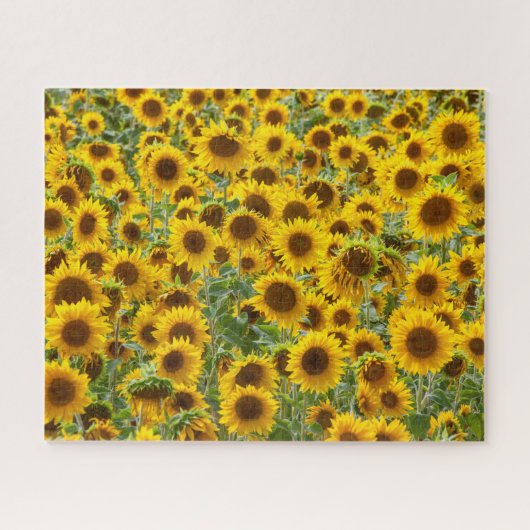 Puzzle de terrain de tournesol (Horizontal)
