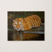 Puzzle de tigre (Horizontal)