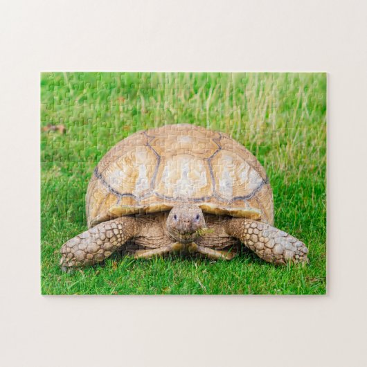 Puzzle de Tortue (Horizontal)