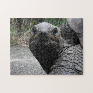 Puzzle de tortue