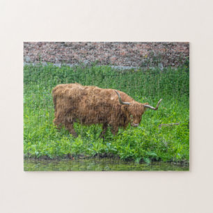 Puzzle de vache Highland
