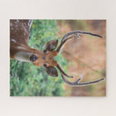 Puzzle Deer Stag Antlers Forêt Faune (Horizontal)