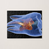 Puzzle Dent, coupe transparente d'une molaire (Horizontal)