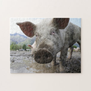 Puzzle denteux de porc