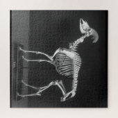 Puzzle Déplaisant Bighorn Sheep Mounted Skeleton B&W Phot (Horizontal)
