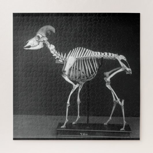 Puzzle Déplaisant Bighorn Sheep Mounted Skeleton B&W Phot (Vertical)