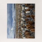 Puzzle Des milliers de pingouins du roi sur l'île de Géor (Vertical)