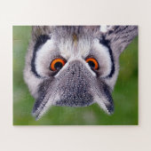 Puzzle des oiseaux de proie du sud de la Chouette  (Horizontal)