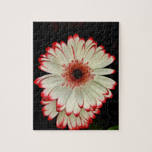 Puzzle Deux baies blanches de Gerbera