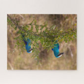 Puzzle Deux Beaux Oiseaux Bleus sur une branche (Horizontal)