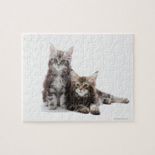 Puzzle Deux chatons du chat coon du Maine