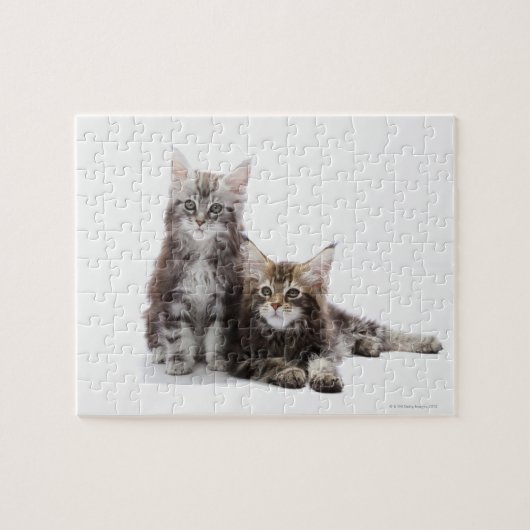 Puzzle Deux chatons du chat coon du Maine (Horizontal)