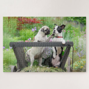 Puzzle Deux chiens par chiot carlin et Boston Terrier dan