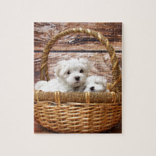 Puzzle Deux chiots maltais mignons se reposant dans un