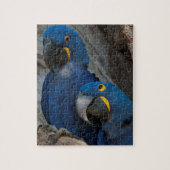 Puzzle Deux Macaws Hyacinth, Brésil (Vertical)