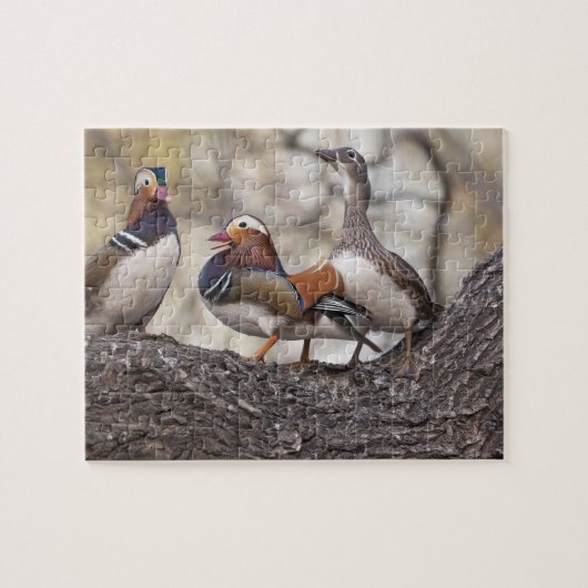 Puzzle Deux mâles en lice pour un canard mandarin femelle (Horizontal)