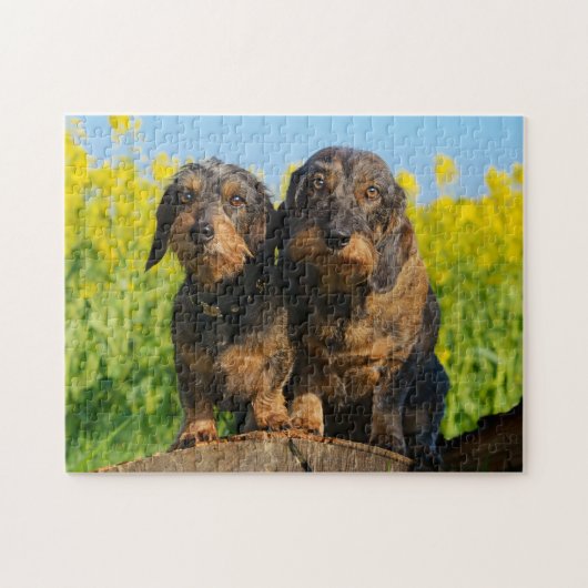 Puzzle Deux mignons Dachshunts Chiens Dackel Friends Pet (Horizontal)