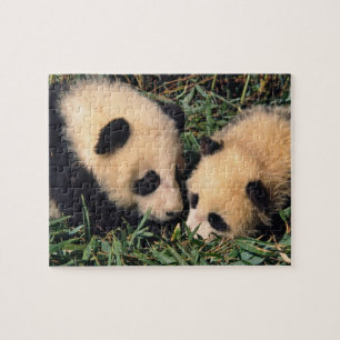 Puzzle Deux oursons panda dans le buisson de bambou, Wolo