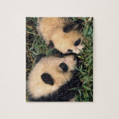 Puzzle Deux petits panda dans le bambou, Wolong, (Vertical)