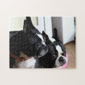 Puzzle Deux terriers de Boston (Horizontal)