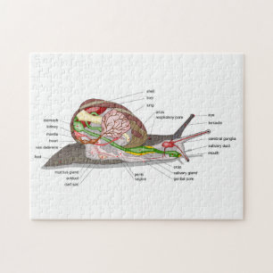 Puzzle Diagramme escargot Helix aspersa organe coupé en s