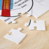 Puzzle Diagramme Neurone Complet Cellule Nerf Système Ner (Côté)