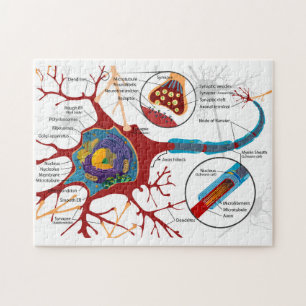 Puzzle Diagramme Neurone Complet Cellule Nerf Système Ner