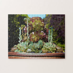 Puzzle Différents succulents dans grand planteur