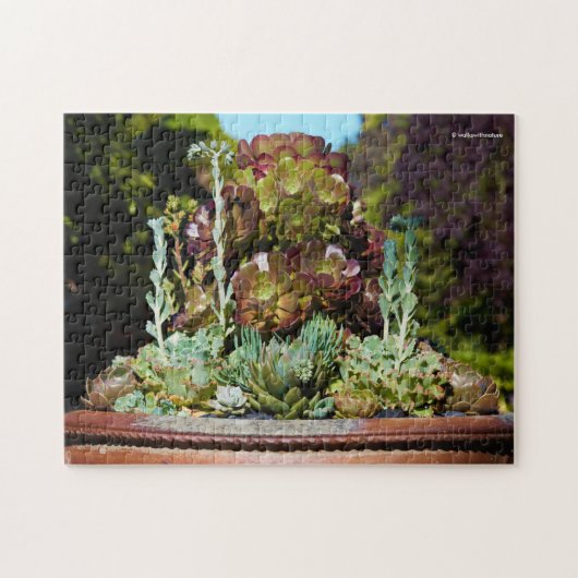 Puzzle Différents succulents dans grand planteur (Horizontal)