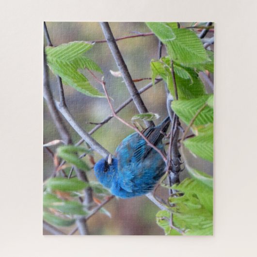 Puzzle d'Indigo Bunting (Vertical)